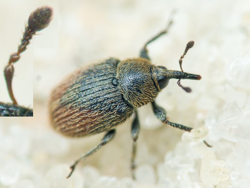 Rhinusa Stephens, 1831